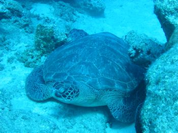 Caretta caretta in Kas, Turkey. August'04. Canon A70. by Erman Pektok 